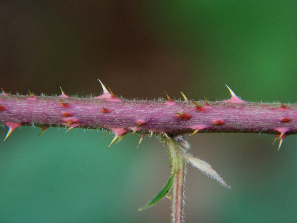 Rubus silvaticus (door Peter Venema)