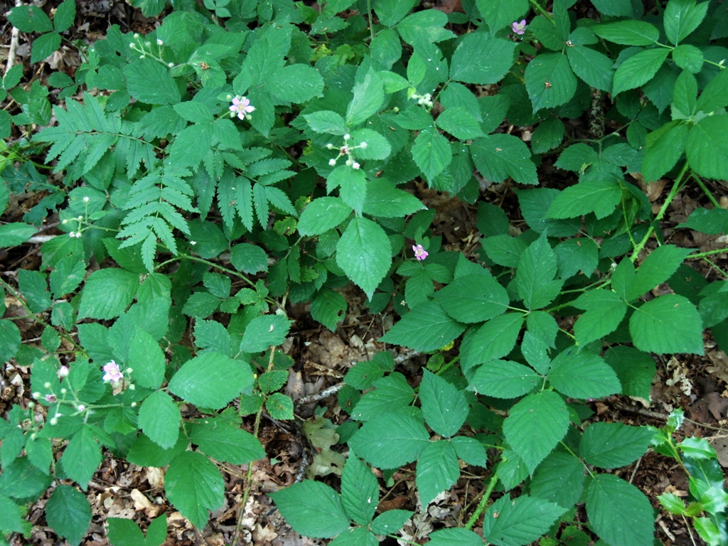 Rubus sprengelii (door Peter Venema)