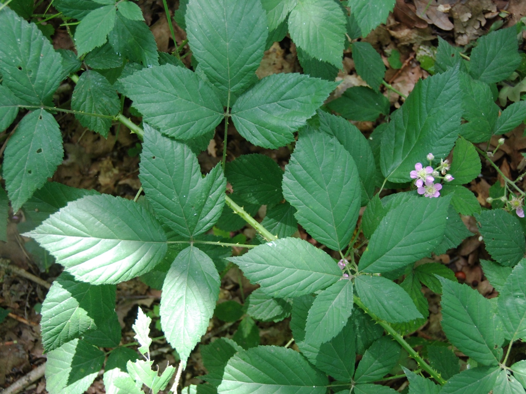 Rubus sprengelii (door Peter Venema)