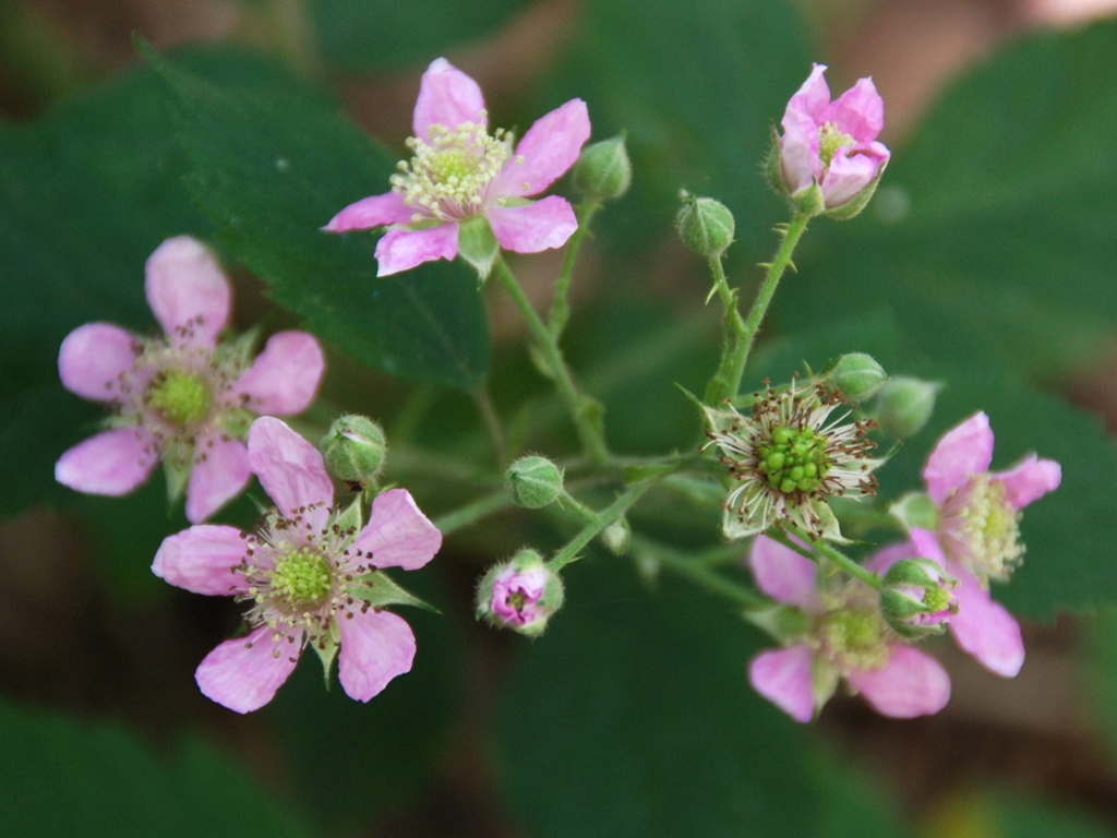 Rubus sprengelii (door Peter Venema)