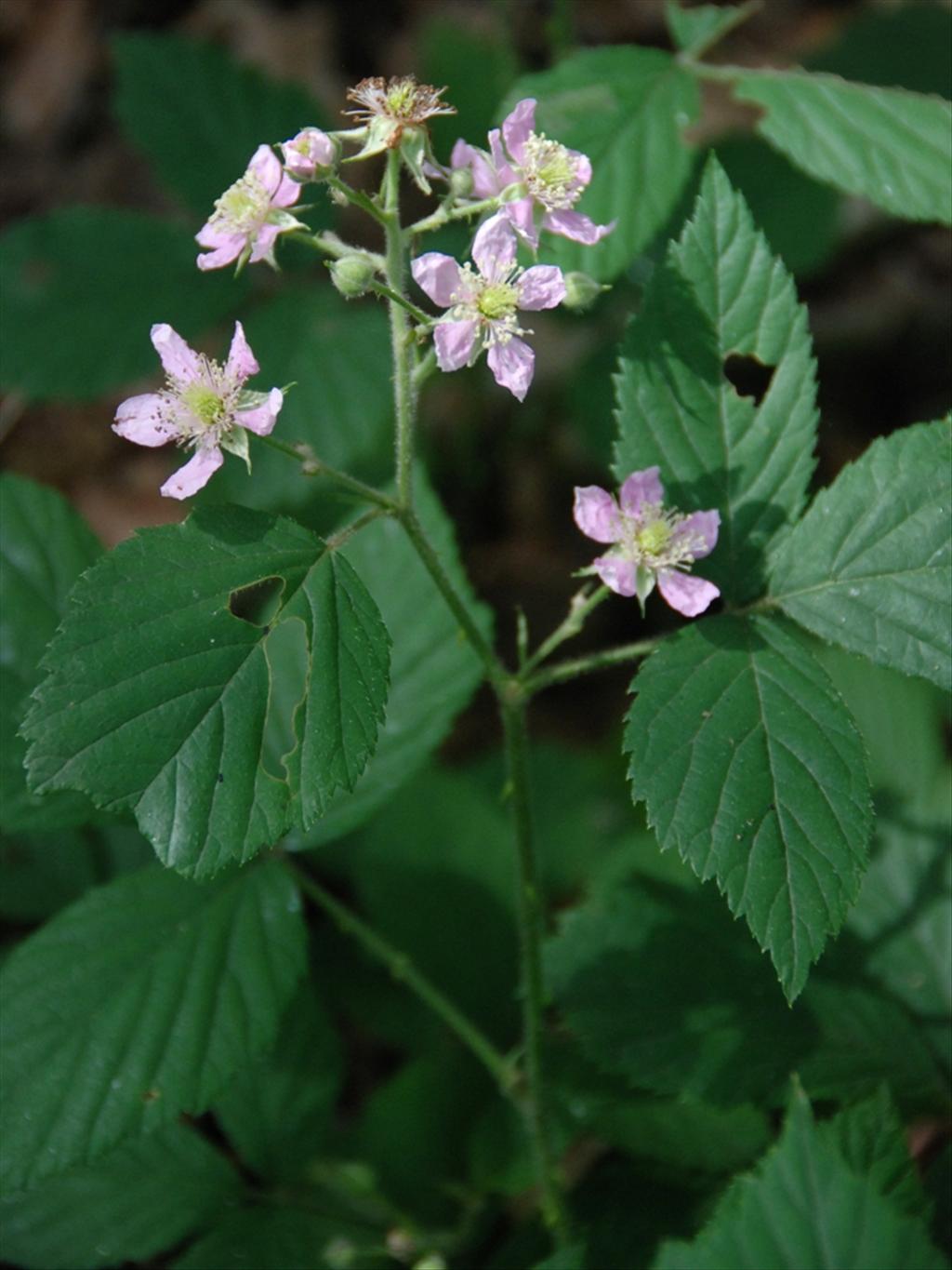 Rubus sprengelii (door Peter Venema)