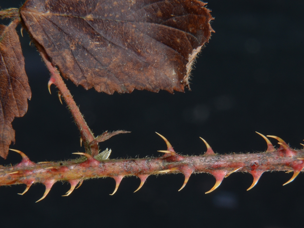 Rubus sprengelii (door Peter Venema)