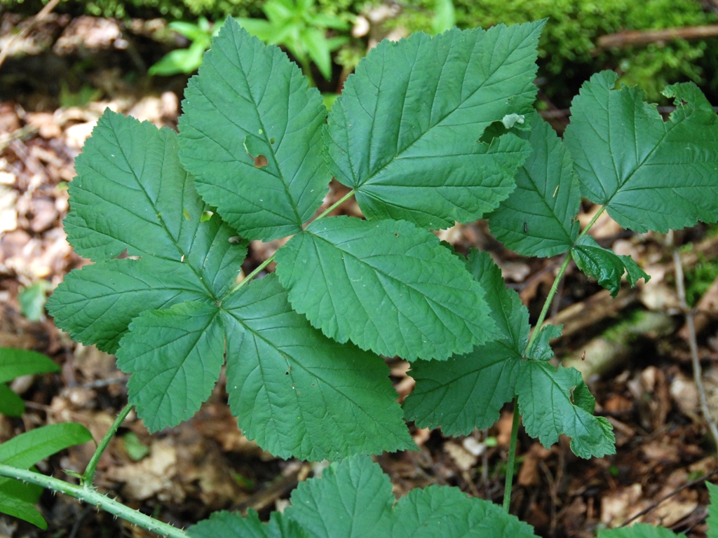 Rubus loganobaccus (door Peter Venema)