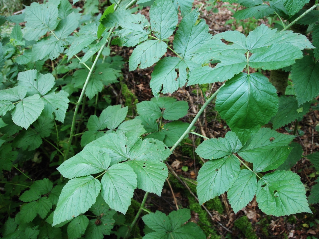 Rubus loganobaccus (door Peter Venema)