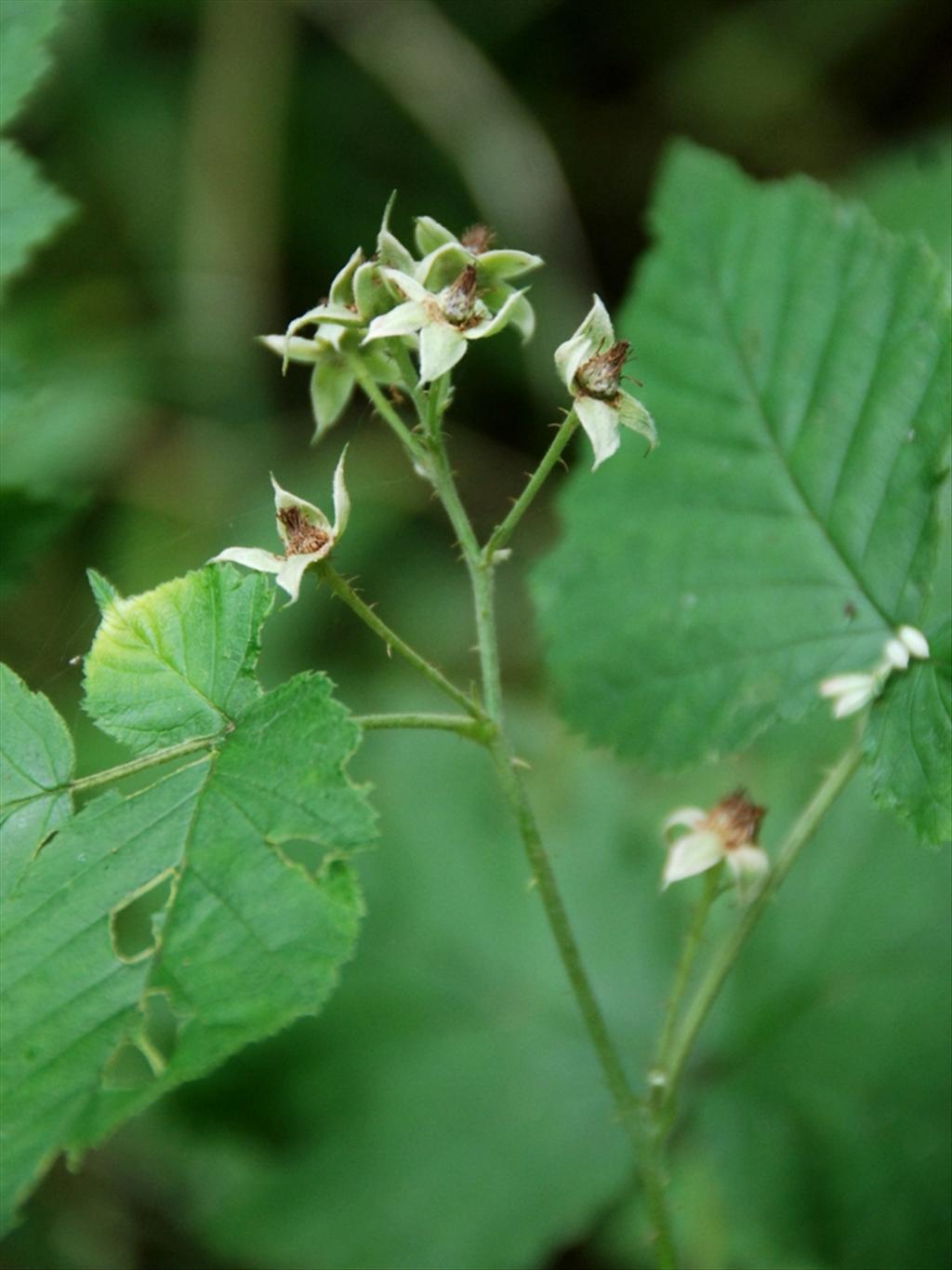 Rubus loganobaccus (door Peter Venema)