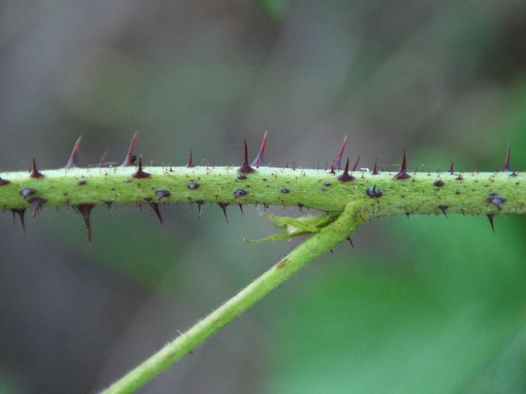 Rubus x idaeoides (door Peter Venema)