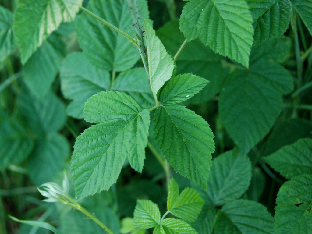 Rubus x idaeoides (door Peter Venema)