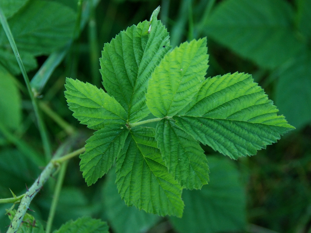 Rubus x idaeoides (door Peter Venema)