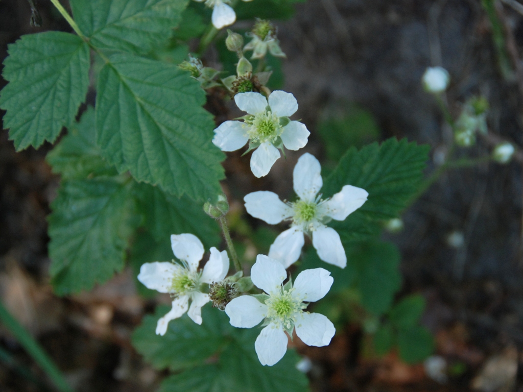 Rubus x idaeoides (door Peter Venema)