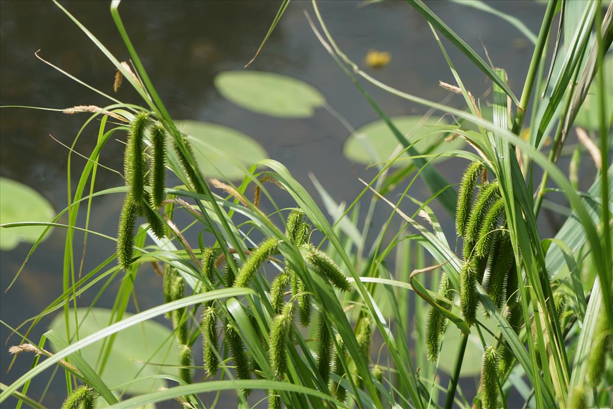 Carex pseudocyperus (door Jetske Metzlar)