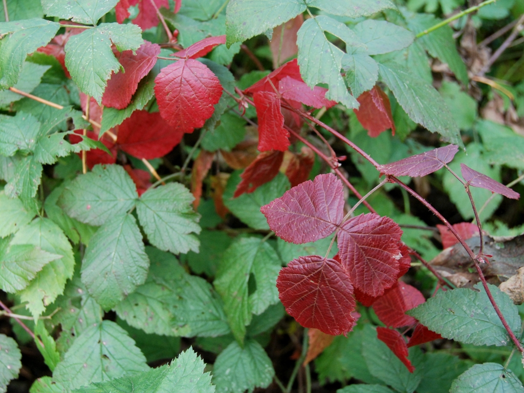 Rubus caesius (door Peter Venema)