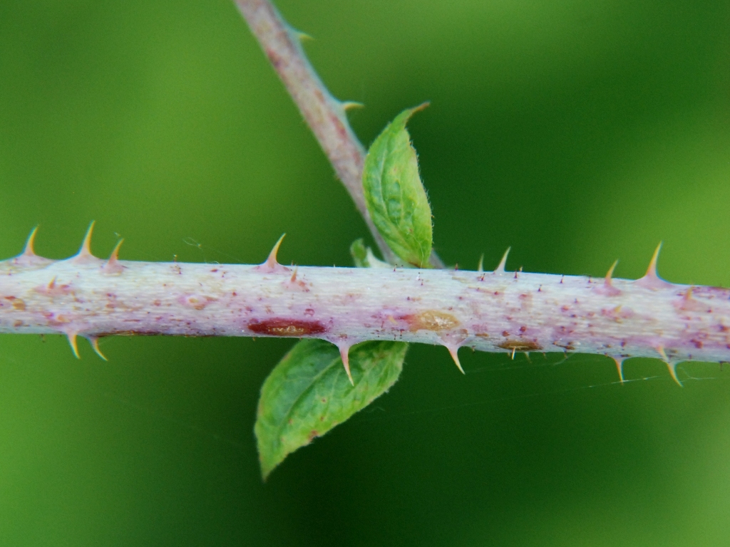 Rubus caesius (door Peter Venema)