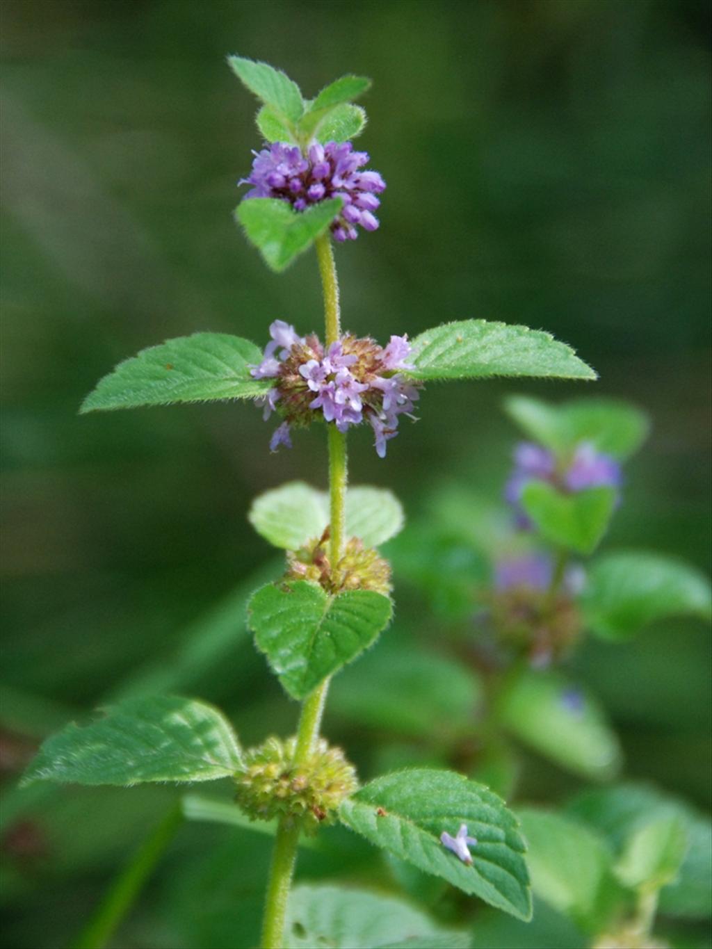 Mentha x gracilis (door Peter Venema)