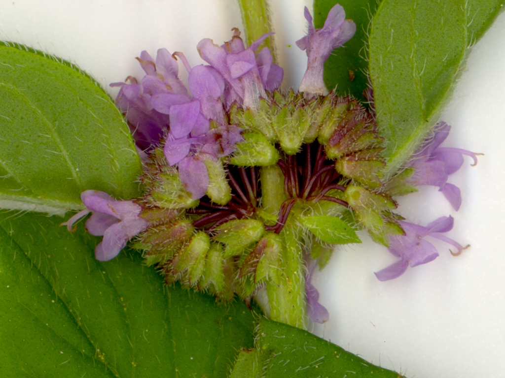 Mentha x gracilis (door Peter Venema)