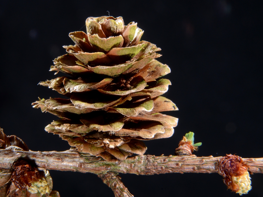 Larix x marschlinsii (door Peter Venema)