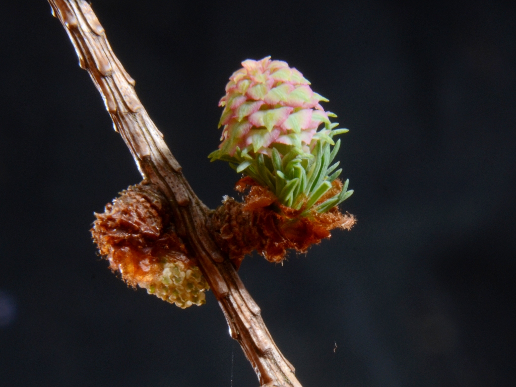 Larix x marschlinsii (door Peter Venema)