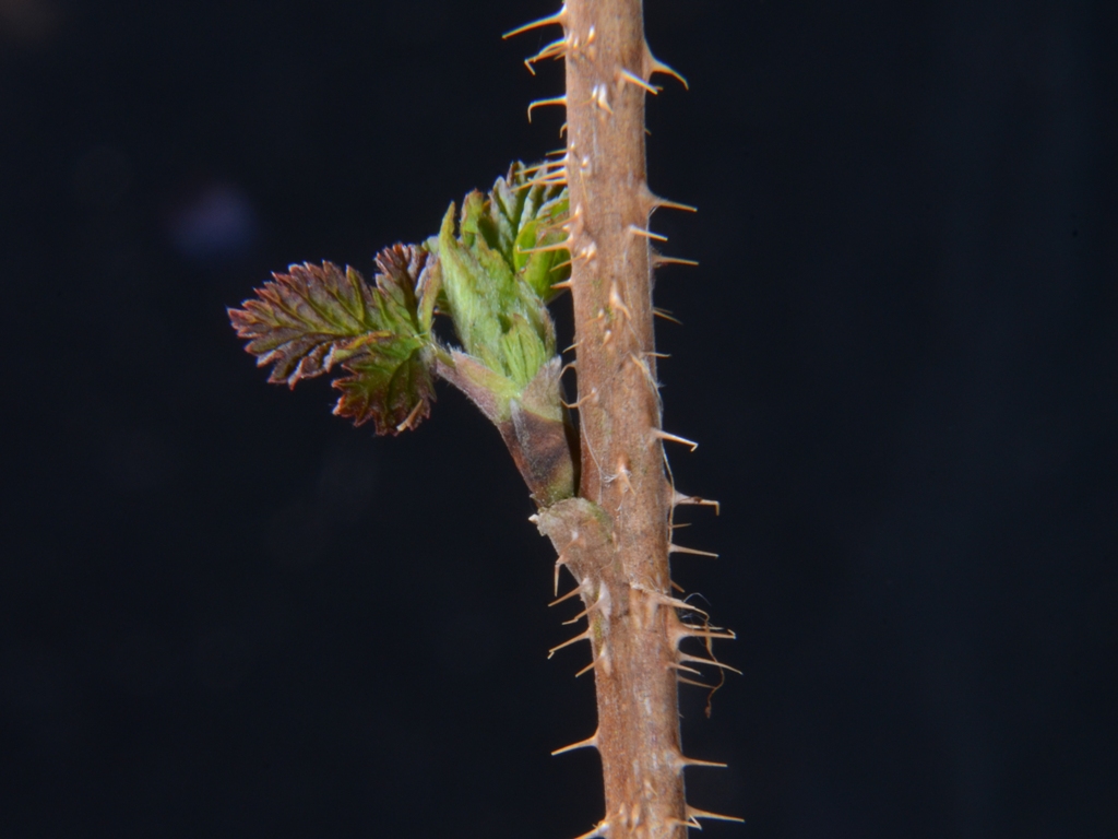 Rubus idaeus (door Peter Venema)