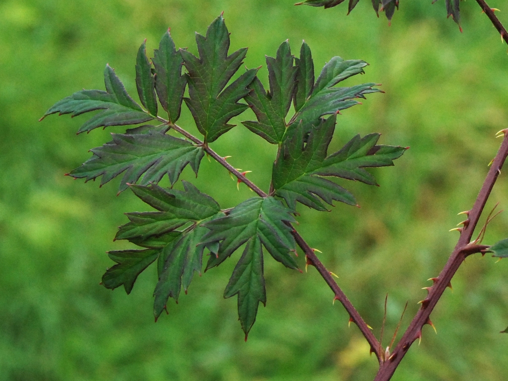 Rubus laciniatus (door Peter Venema)