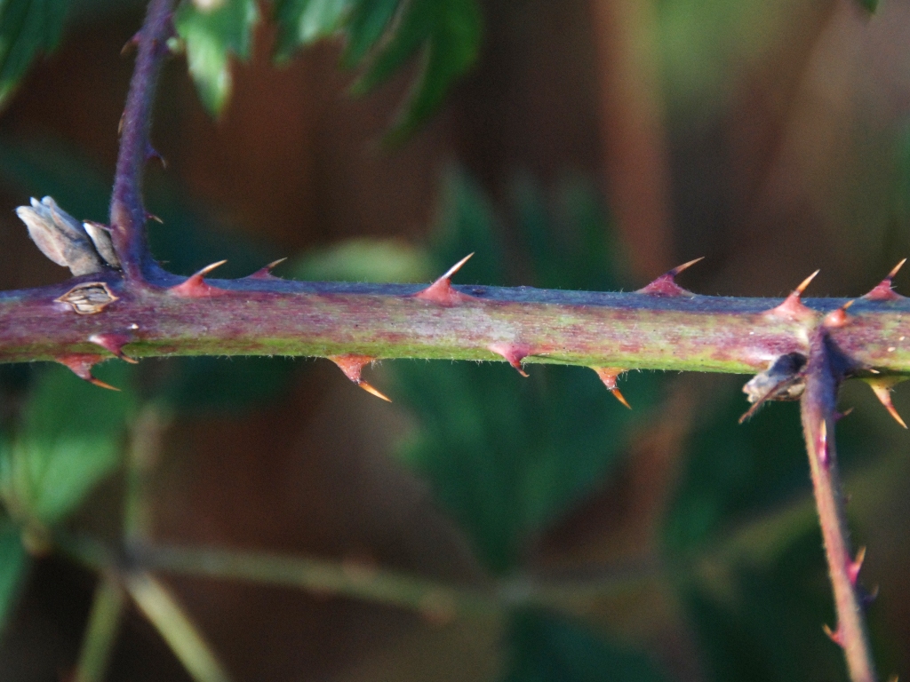 Rubus laciniatus (door Peter Venema)