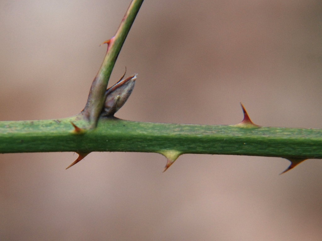 Rubus laciniatus (door Peter Venema)