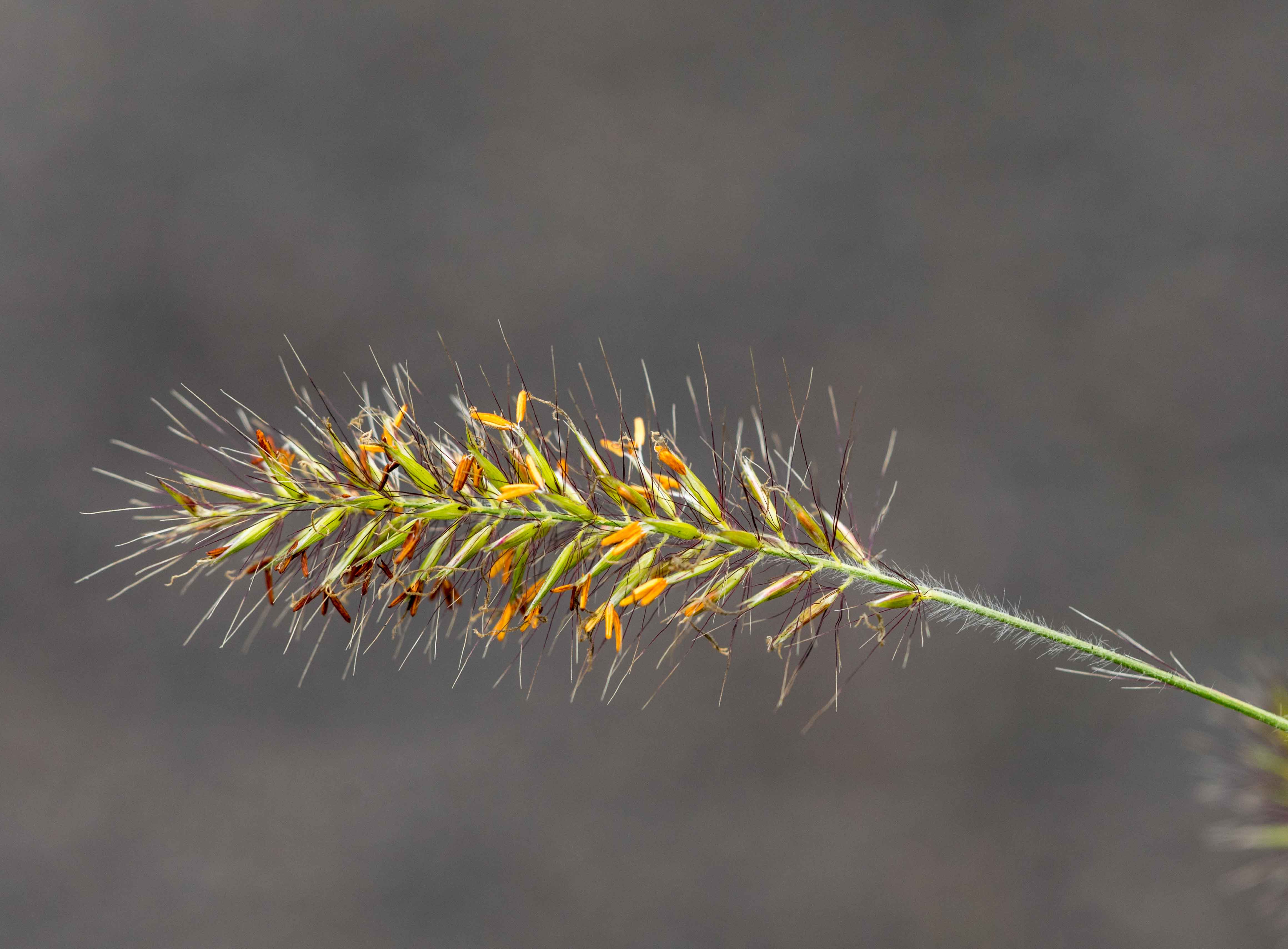 Cenchrus purpurascens (door Ger Breman)