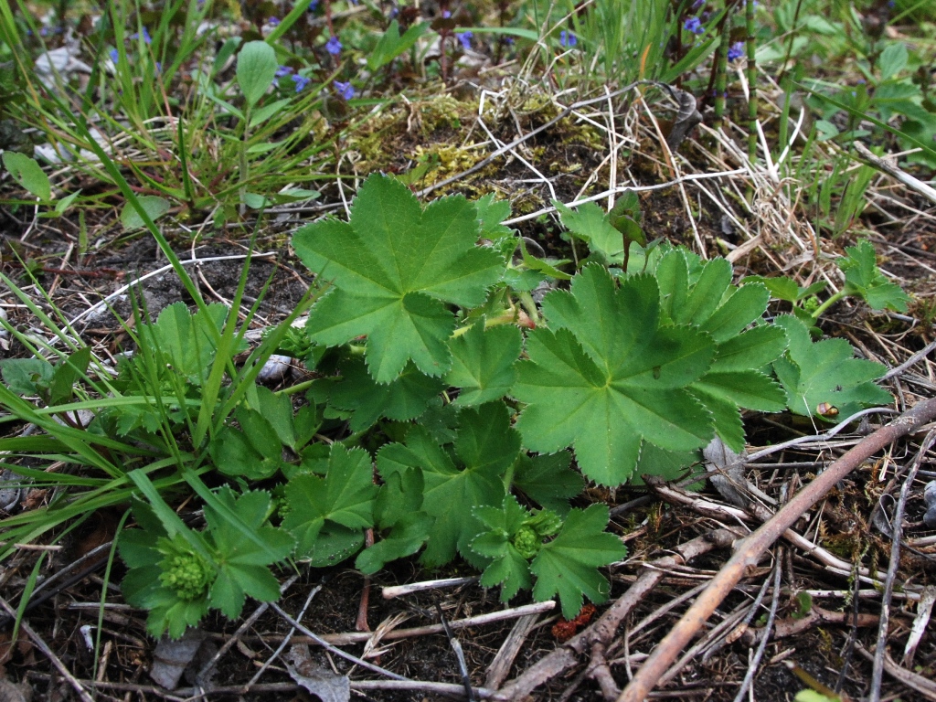 Alchemilla acutiloba (door Peter Venema)