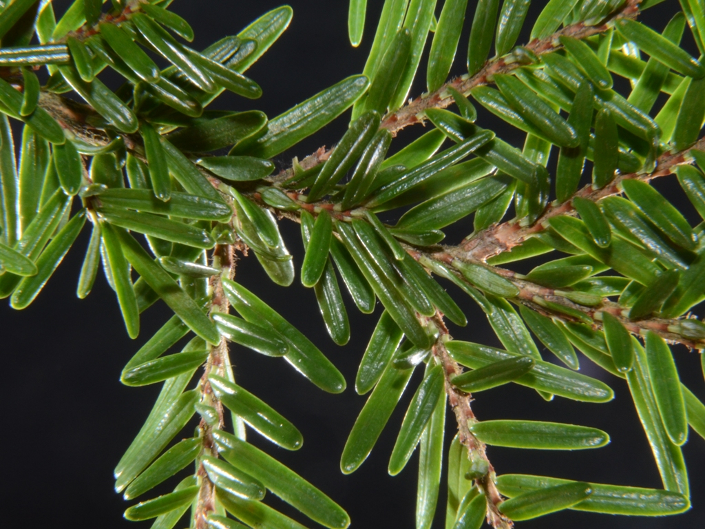 Tsuga heterophylla (door Peter Venema)