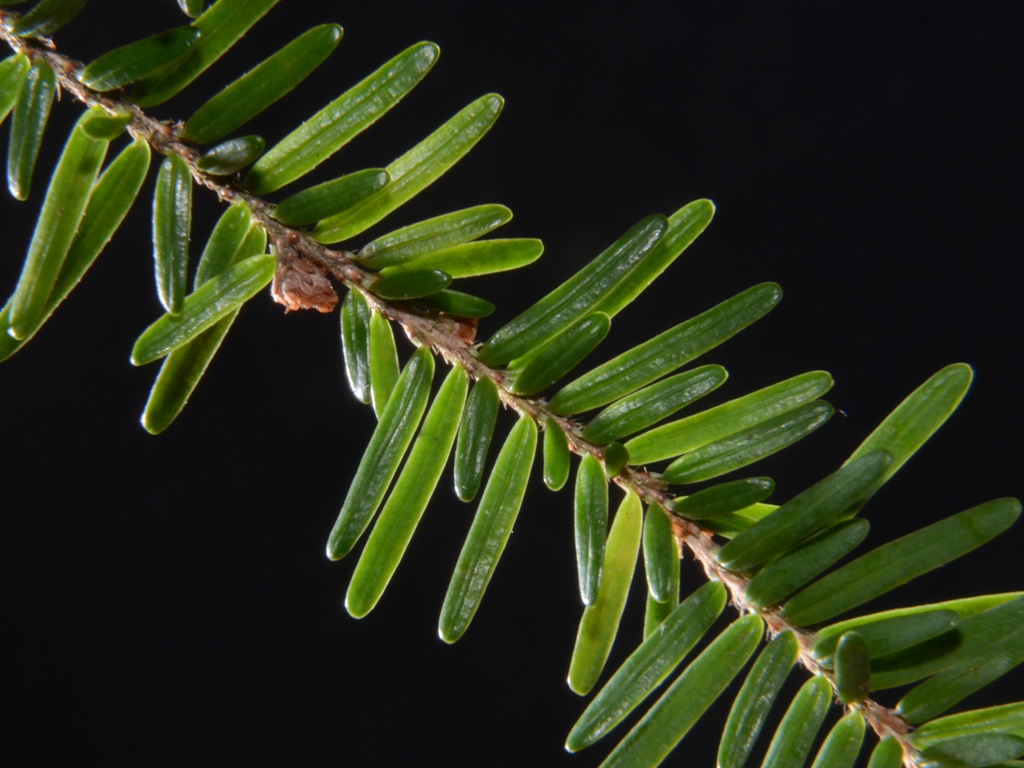 Tsuga heterophylla (door Peter Venema)