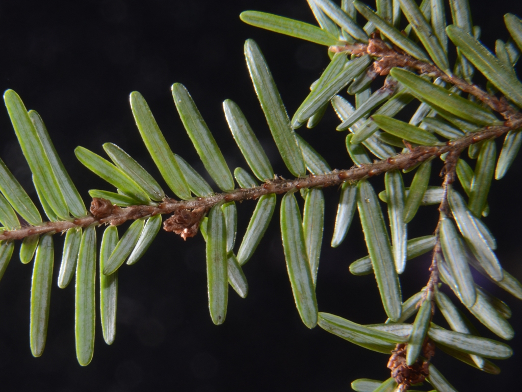 Tsuga heterophylla (door Peter Venema)