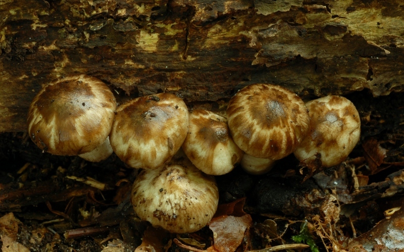 Psathyrella maculata (door Laurens van der Linde)