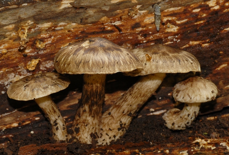 Psathyrella maculata (door Laurens van der Linde)