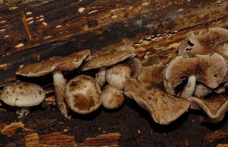 Psathyrella maculata (door Laurens van der Linde)