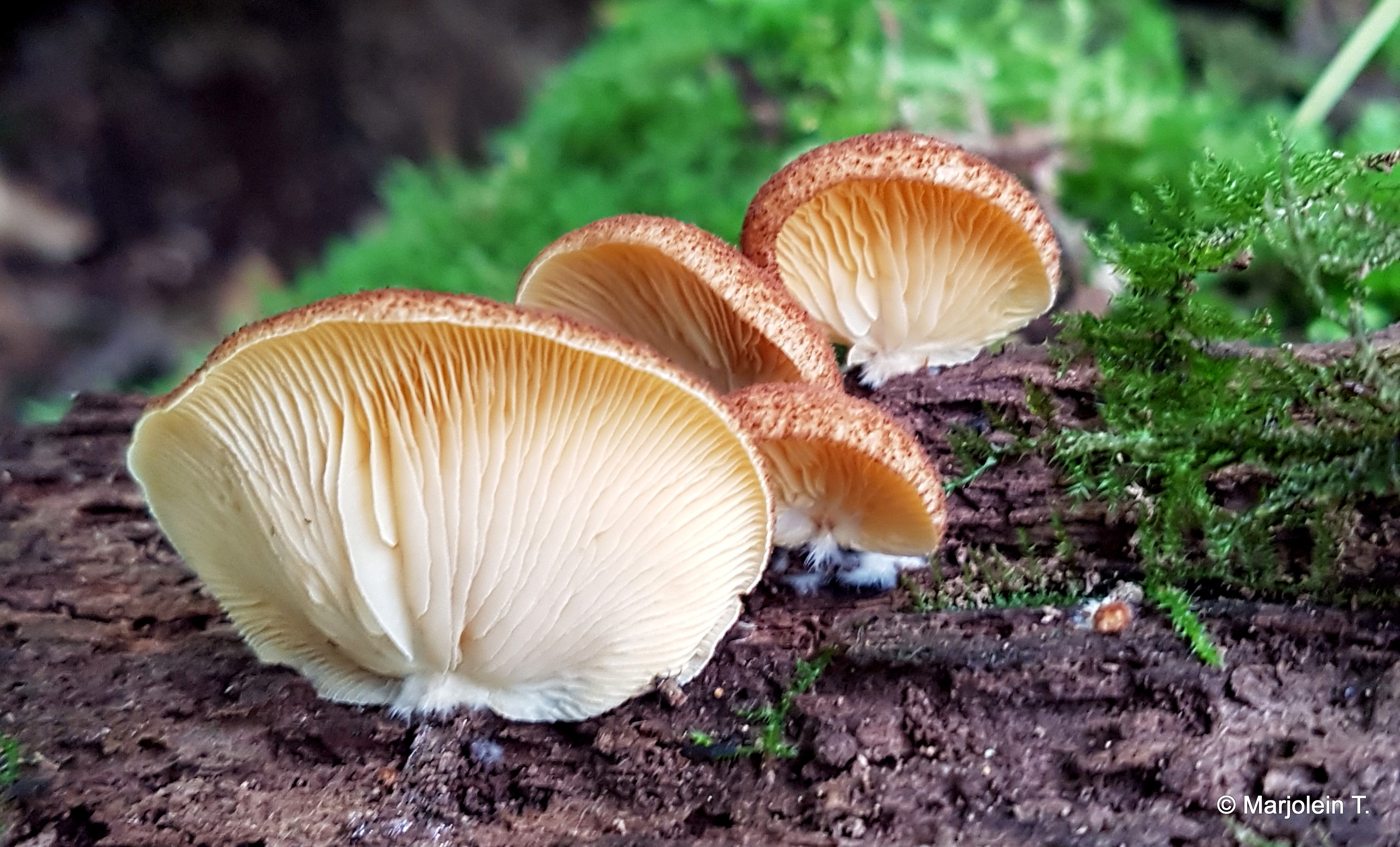 Crepidotus crocophyllus (door Marjolein Tschur)