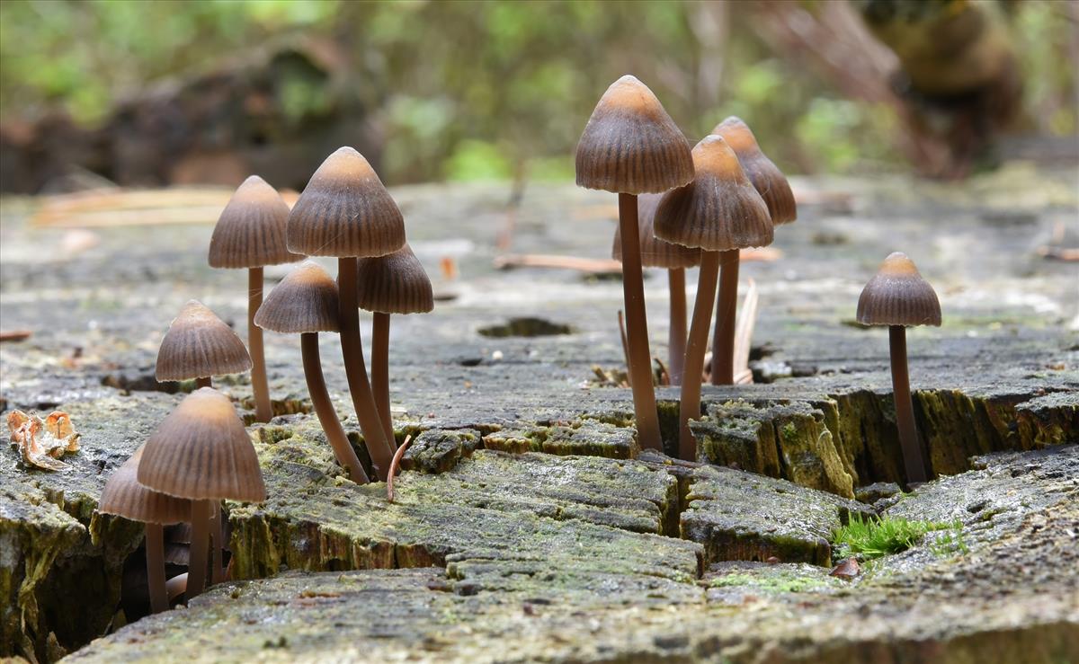 Mycena stipata (door Laurens van der Linde)