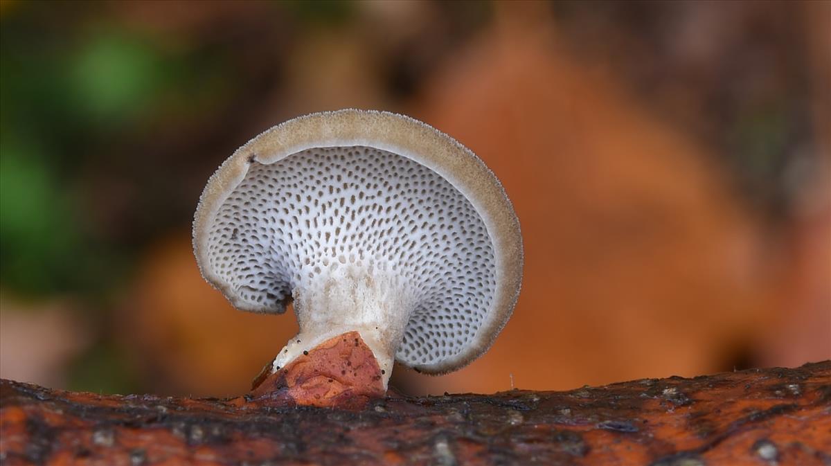 Polyporus brumalis (door Laurens van der Linde)