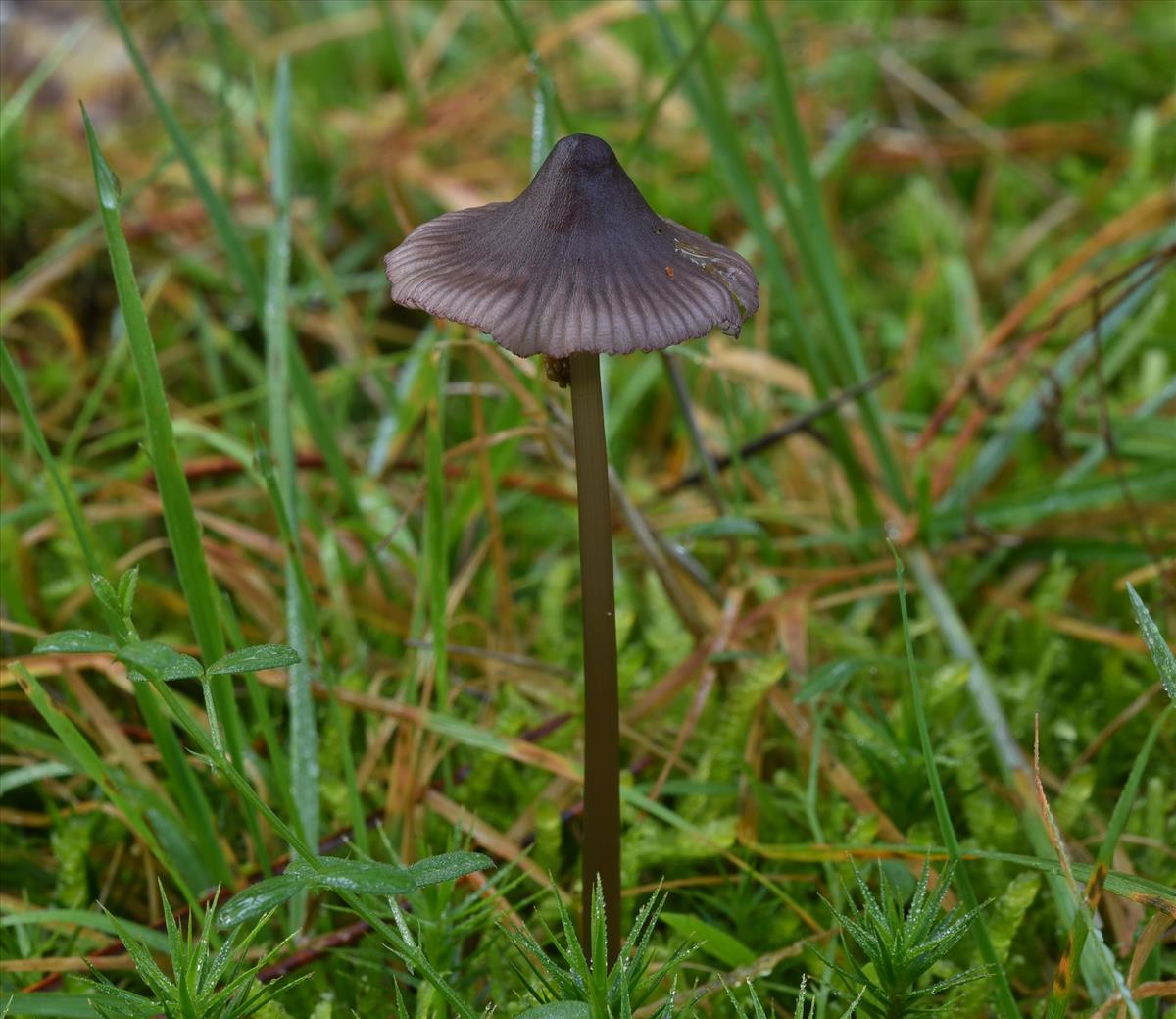 Mycena purpureofusca (door Laurens van der Linde)