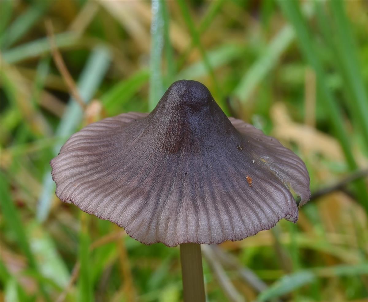 Mycena purpureofusca (door Laurens van der Linde)