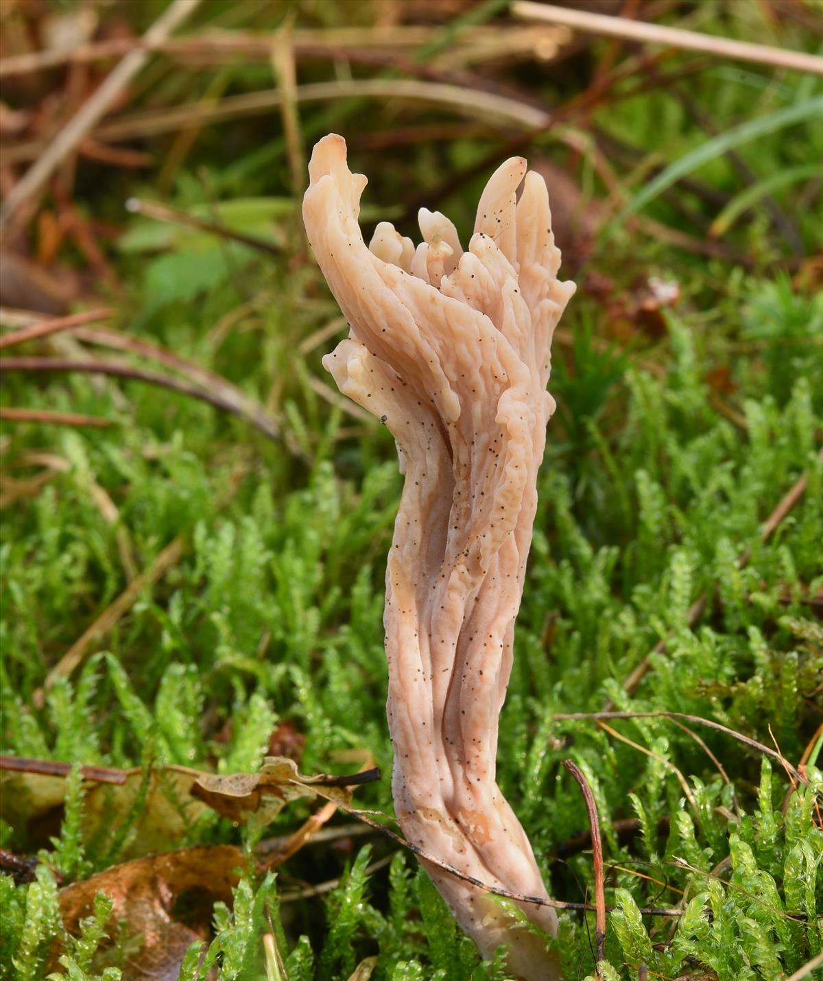 Clavulina rugosa (door Laurens van der Linde)