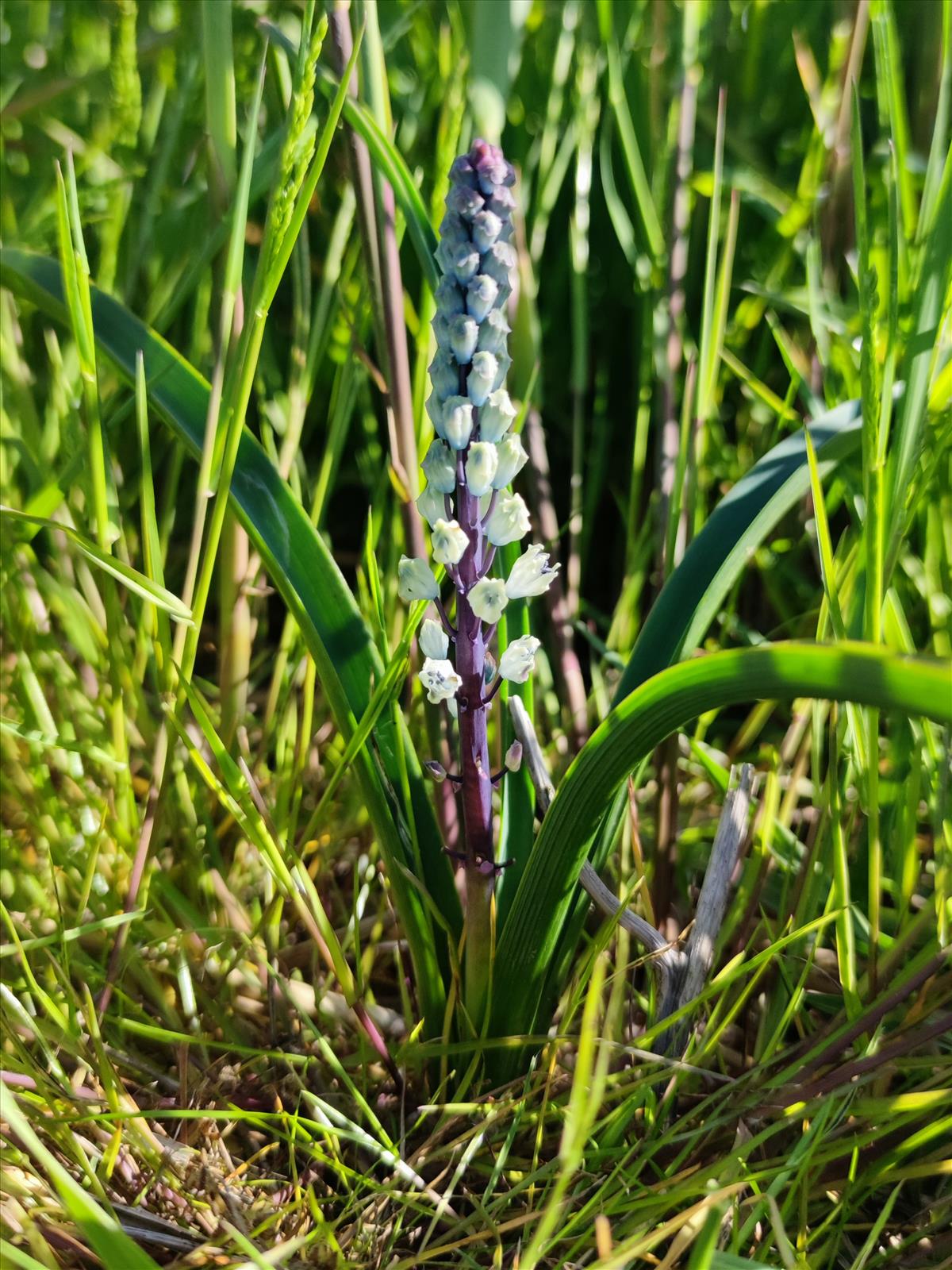 Bellevalia romana (door Mick Peerdeman)