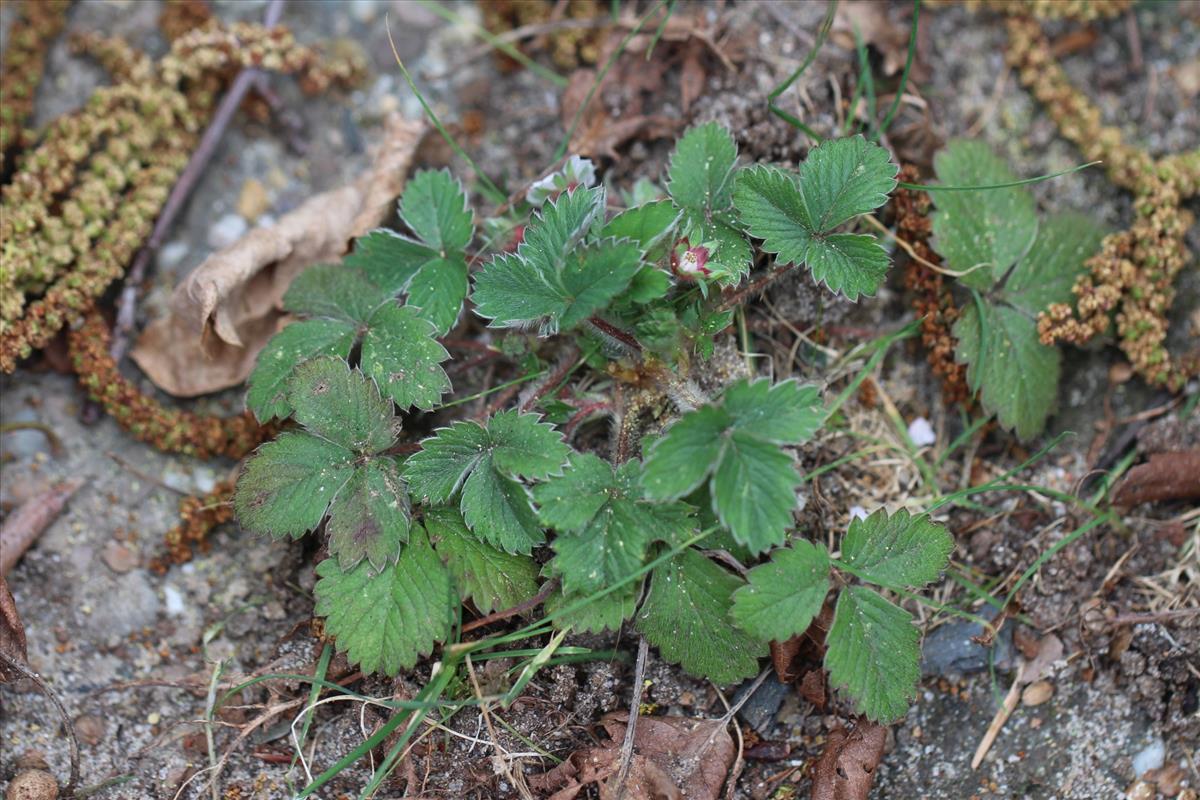 Potentilla micrantha (door Niels Eimers)