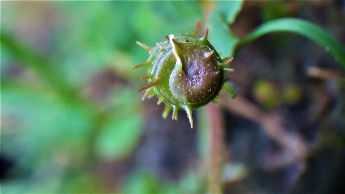 Medicago littoralis (door Sipke Gonggrijp)