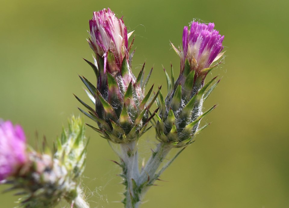 Carduus pycnocephalus (door Niels Eimers)