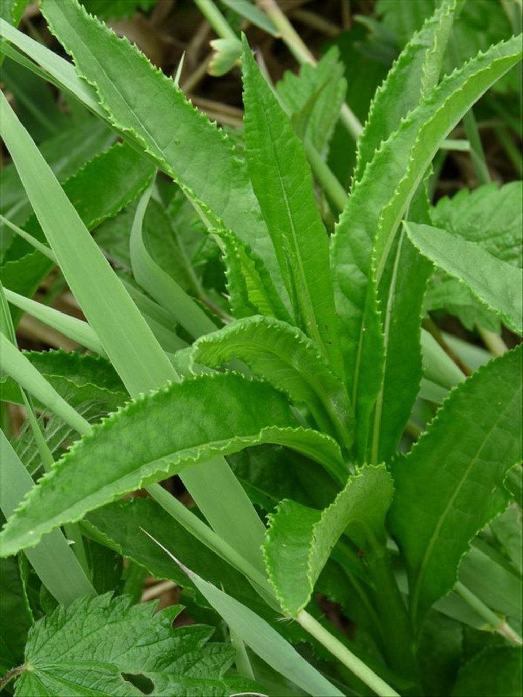 Senecio sarracenicus (door Willemien Troelstra)