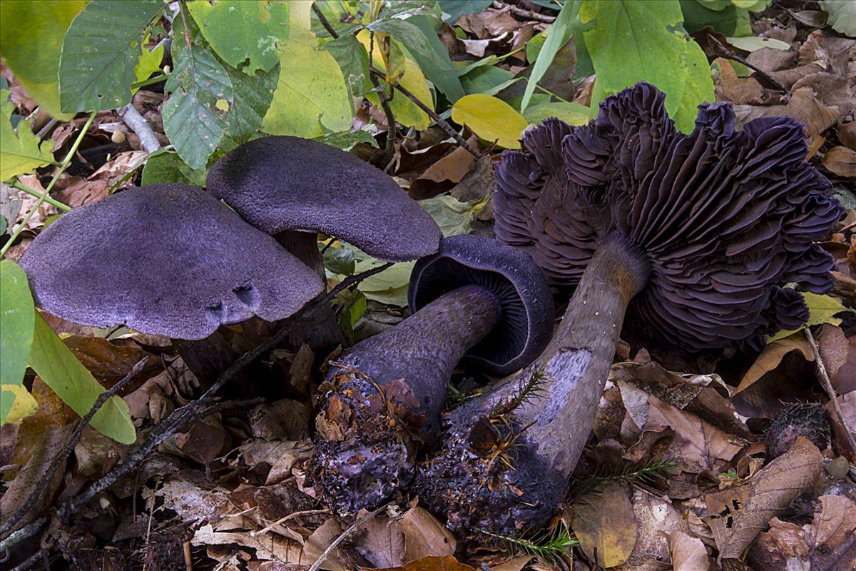 Cortinarius violaceus (door Nico Dam)