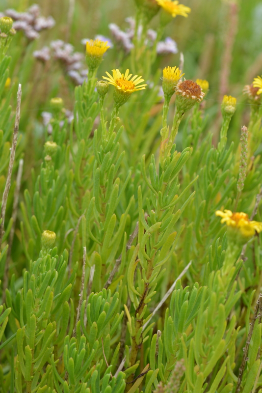 Inula crithmoides (door Bas Kers)