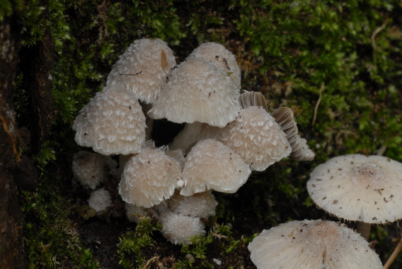 Psathyrella vestita (door Laurens van der Linde)