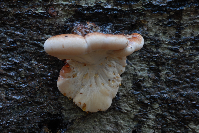 Ischnoderma resinosum (door Laurens van der Linde)