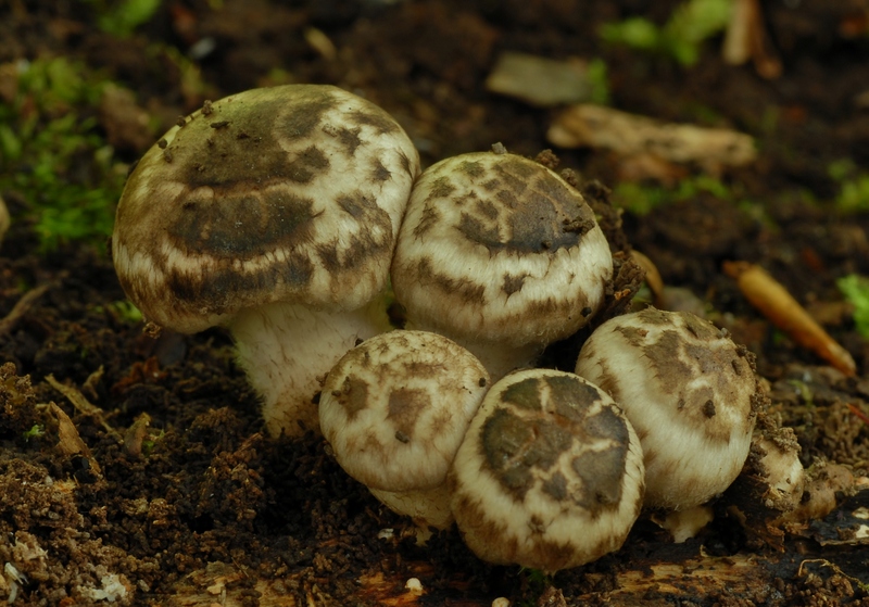 Psathyrella maculata (door Laurens van der Linde)