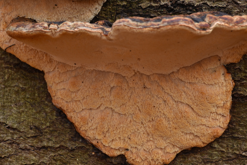 Ischnoderma resinosum (door Laurens van der Linde)