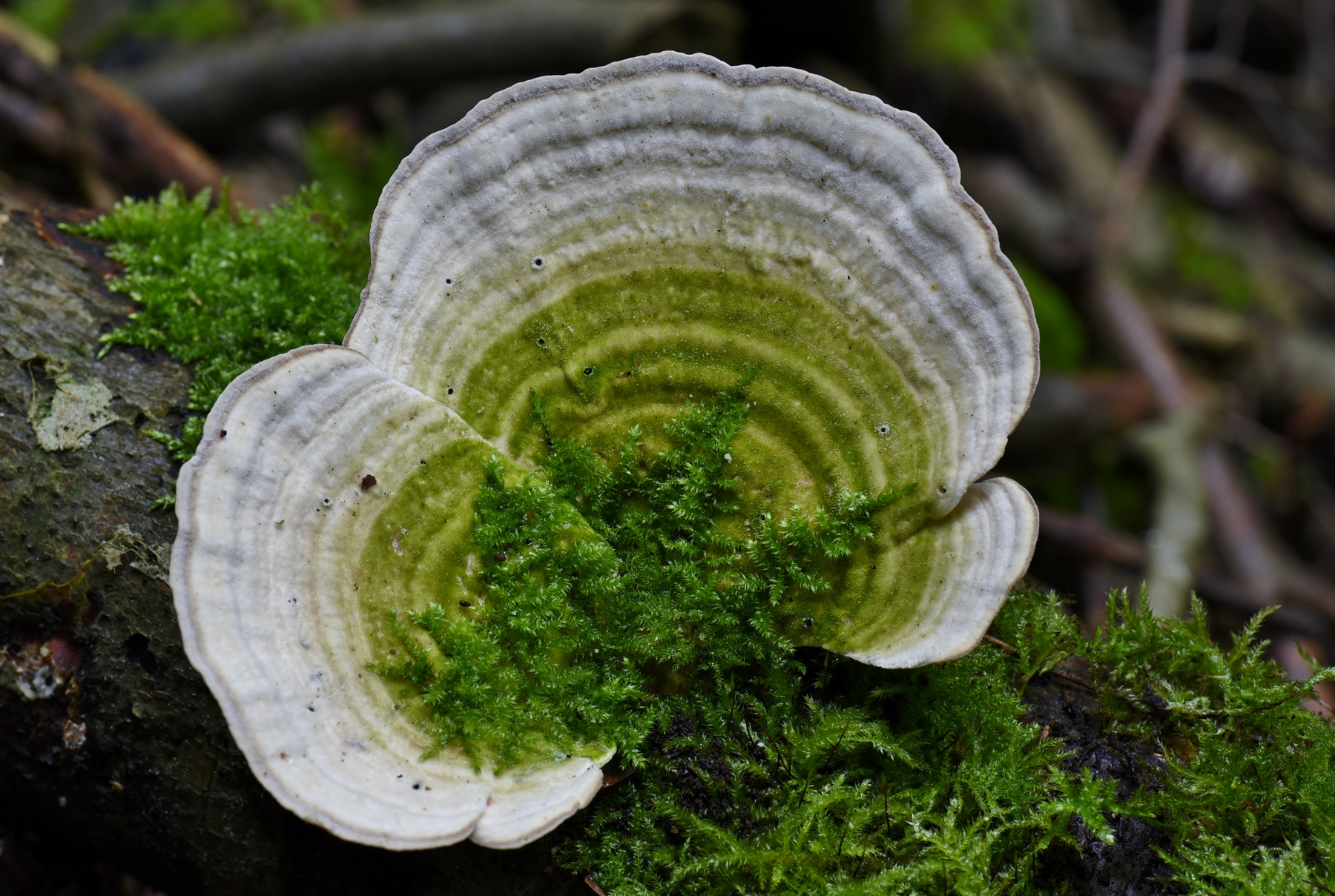 Trametes gibbosa (door Laurens van der Linde)